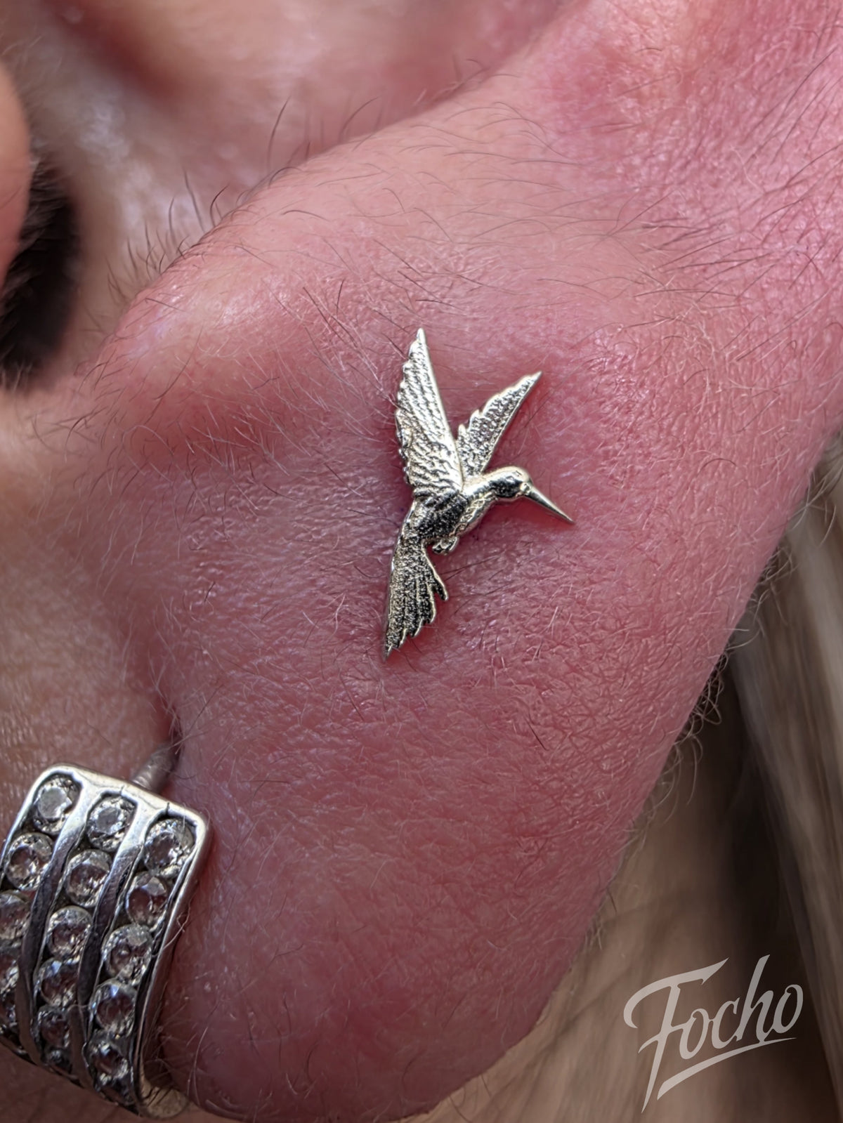 Flat Hummingbird