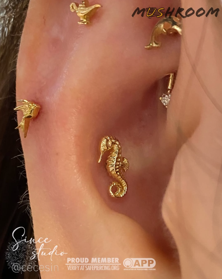 Spined Seahorse